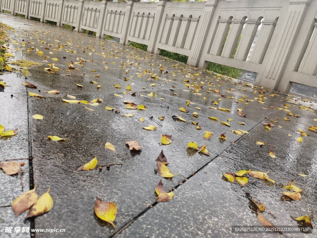雨后地面散落的斑斓秋叶