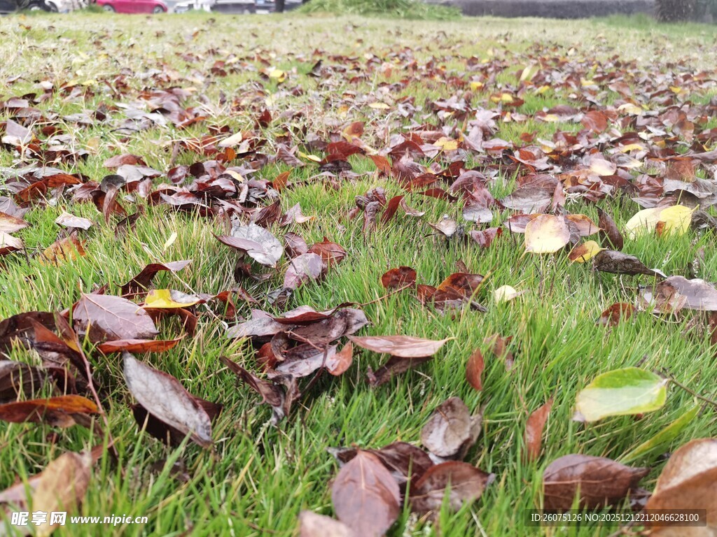 秋日草地落叶景致