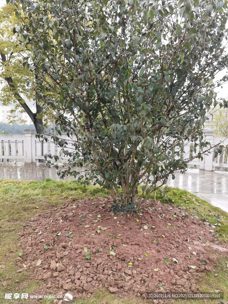 庭院中的茂盛绿植