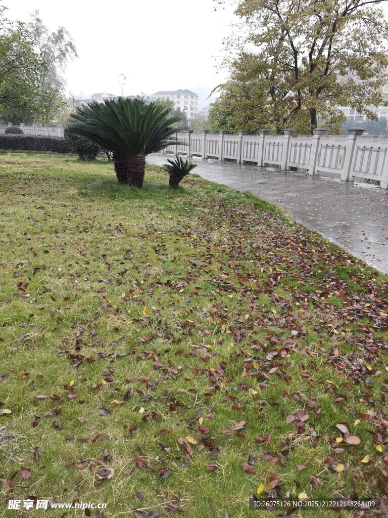 雨后草地与树木景观