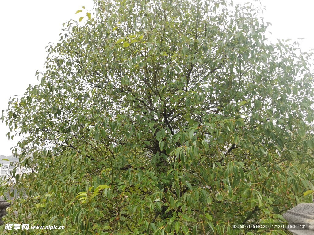 绿叶繁茂的高大乔木