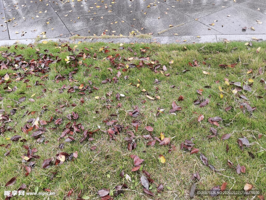 地面上的绿草与散落枯叶