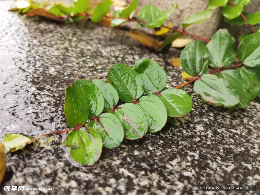 地面上的翠绿叶片