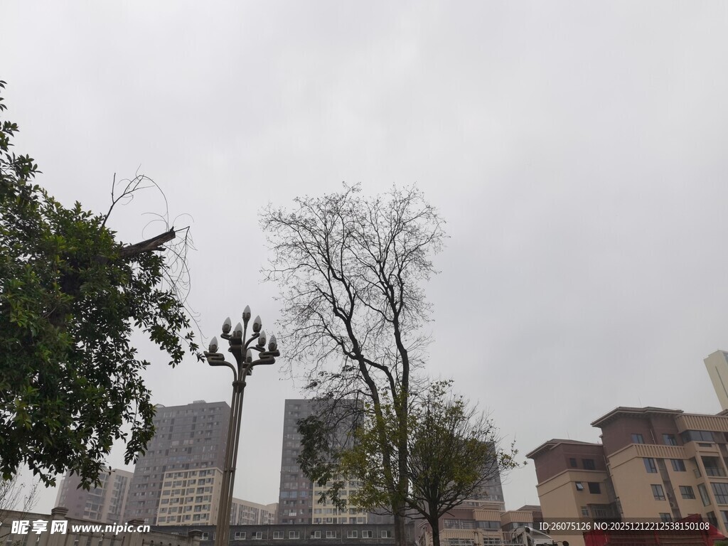 城市中光秃树木与建筑景观