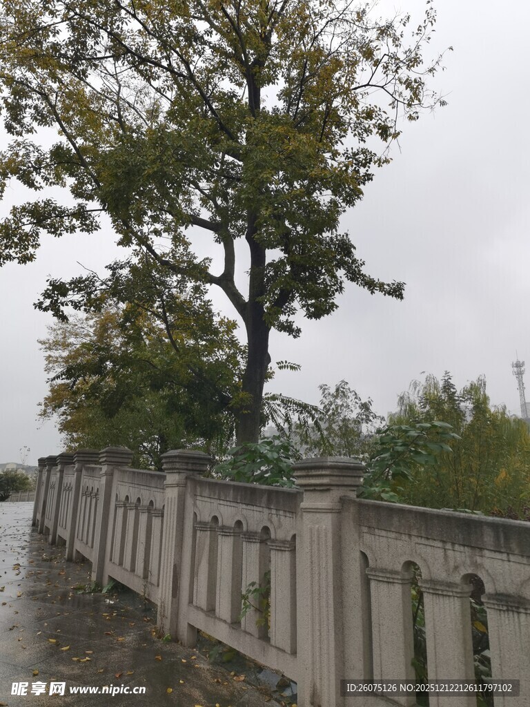 雨中围栏旁的葱郁大树