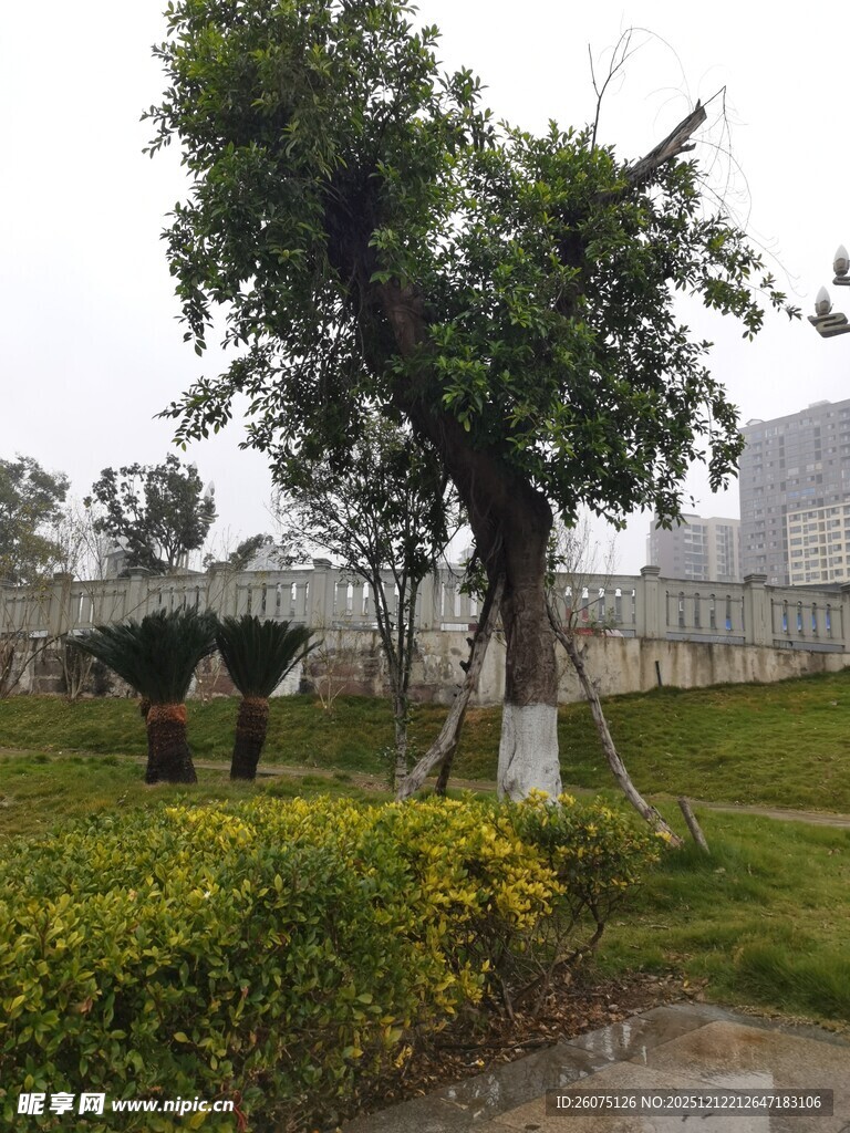 园林景观中的绿树与灌木