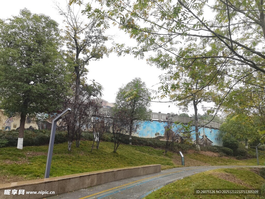 林间小道旁的静谧景致