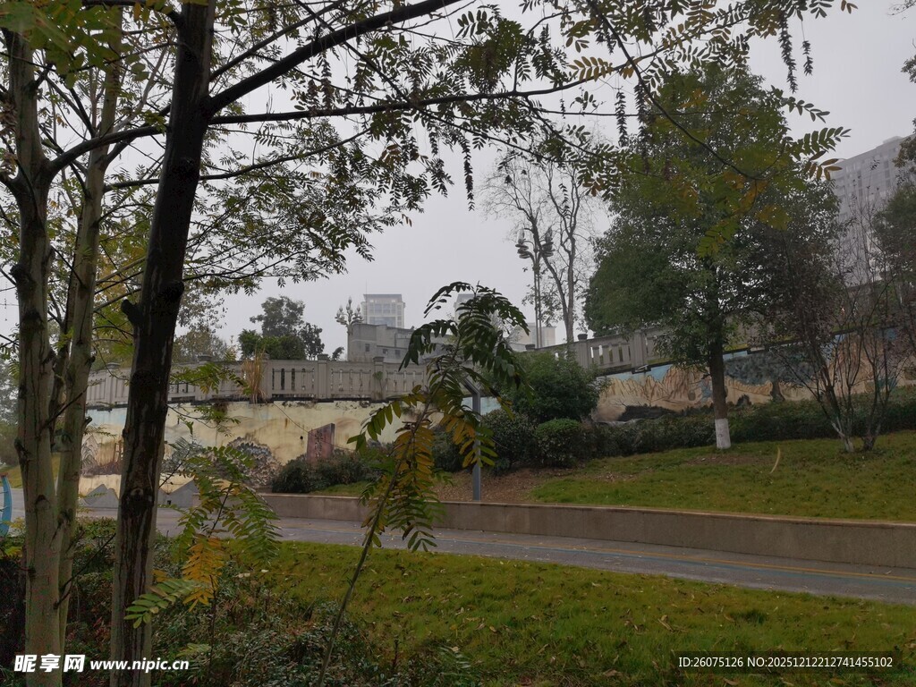 林间小道静谧自然景致