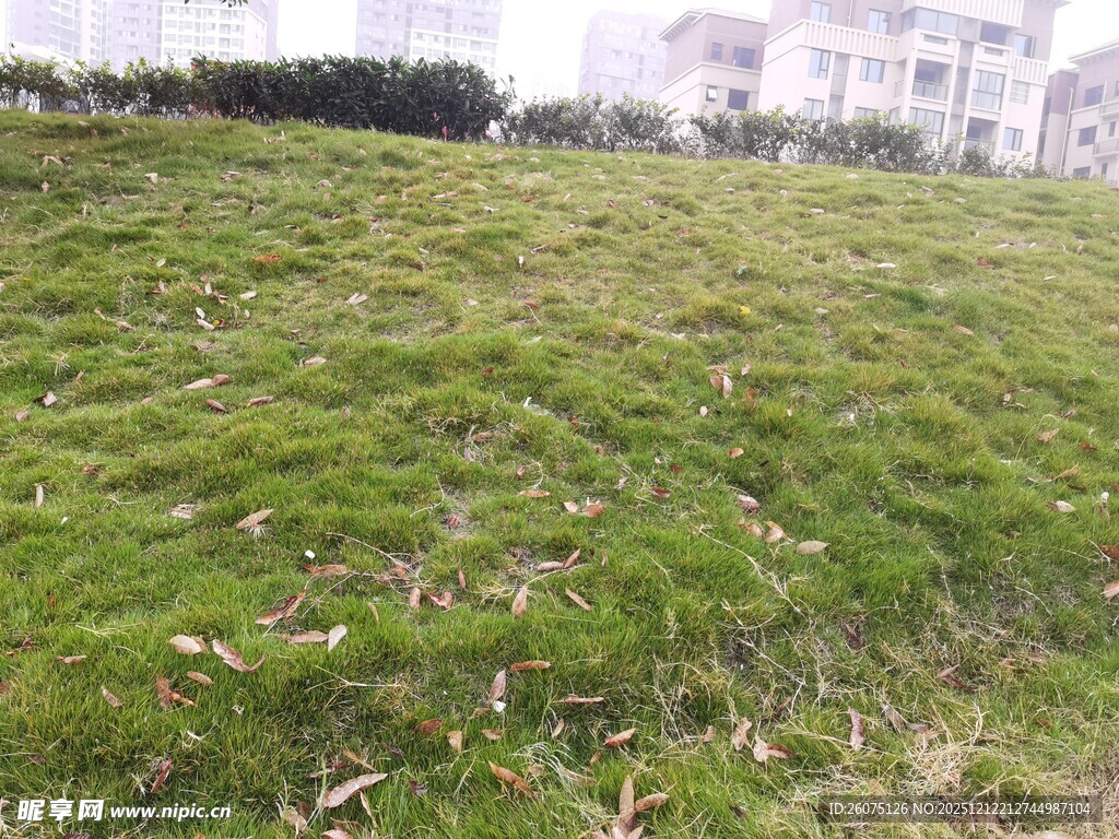 户外翠绿草地景观