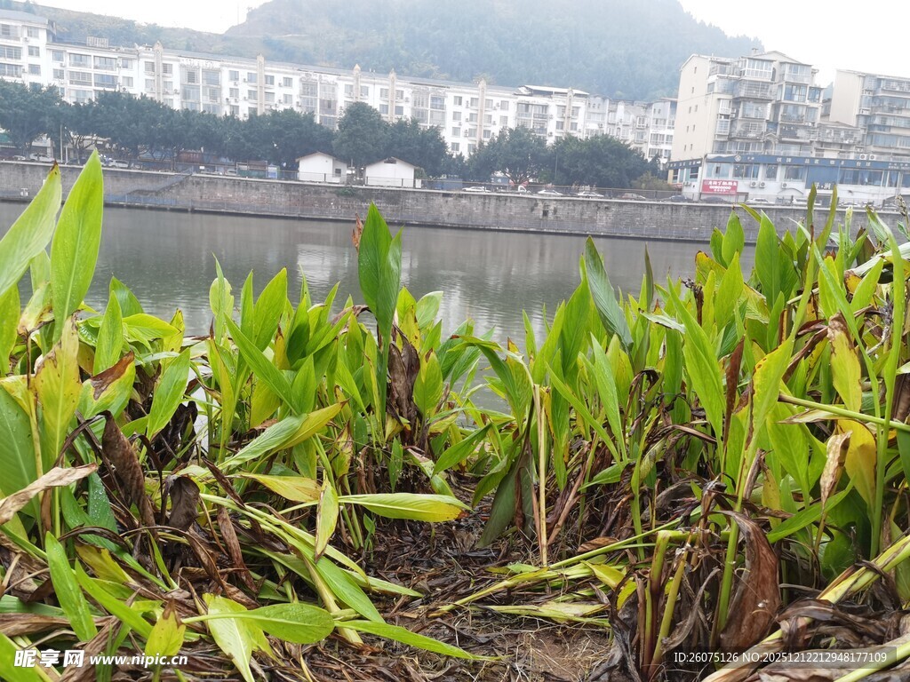 江边生长的翠绿植物