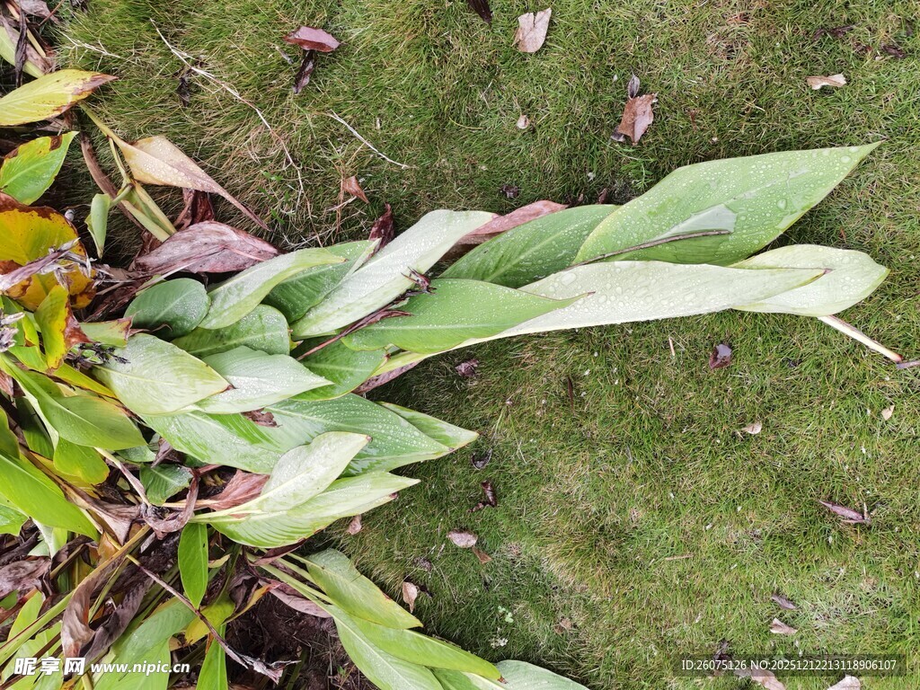 绿叶植物于湿润地面景象