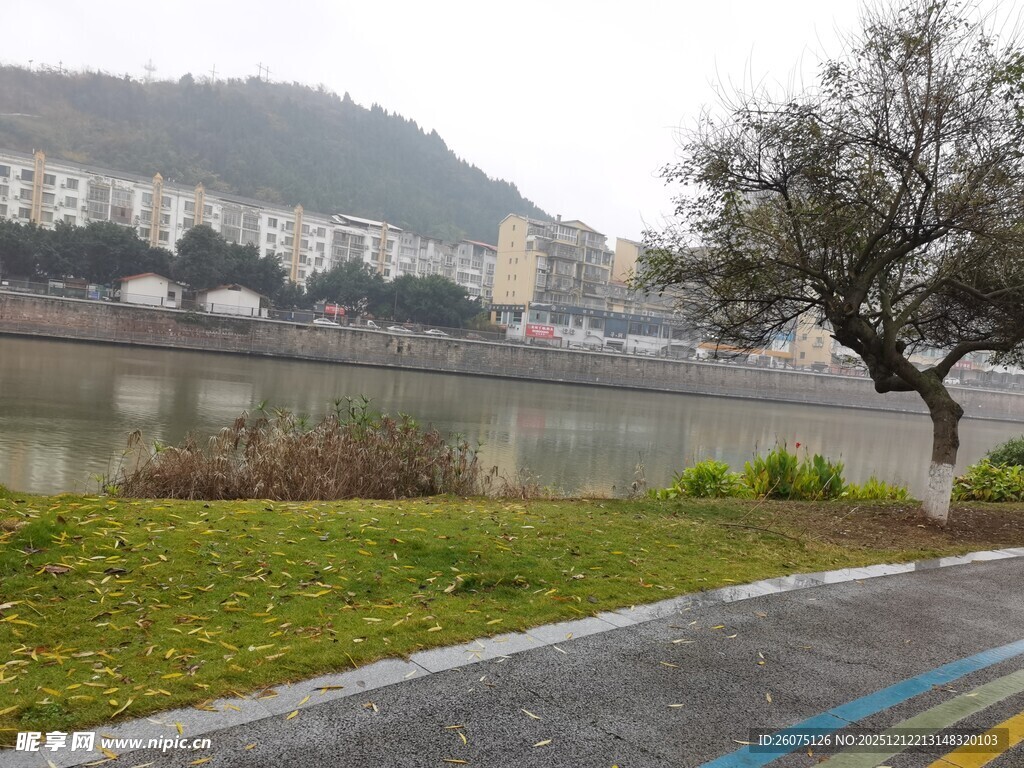 河畔风景孤树与城市建筑