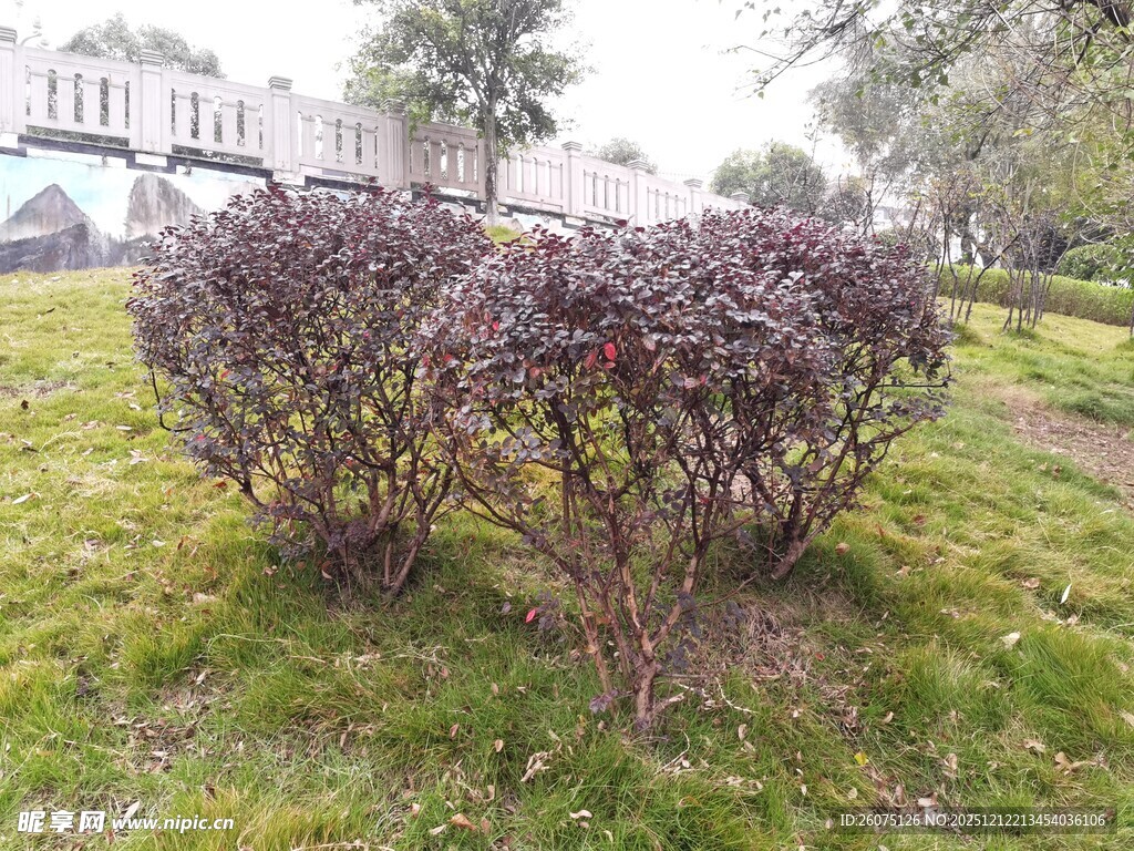 路边紫叶灌木丛景观