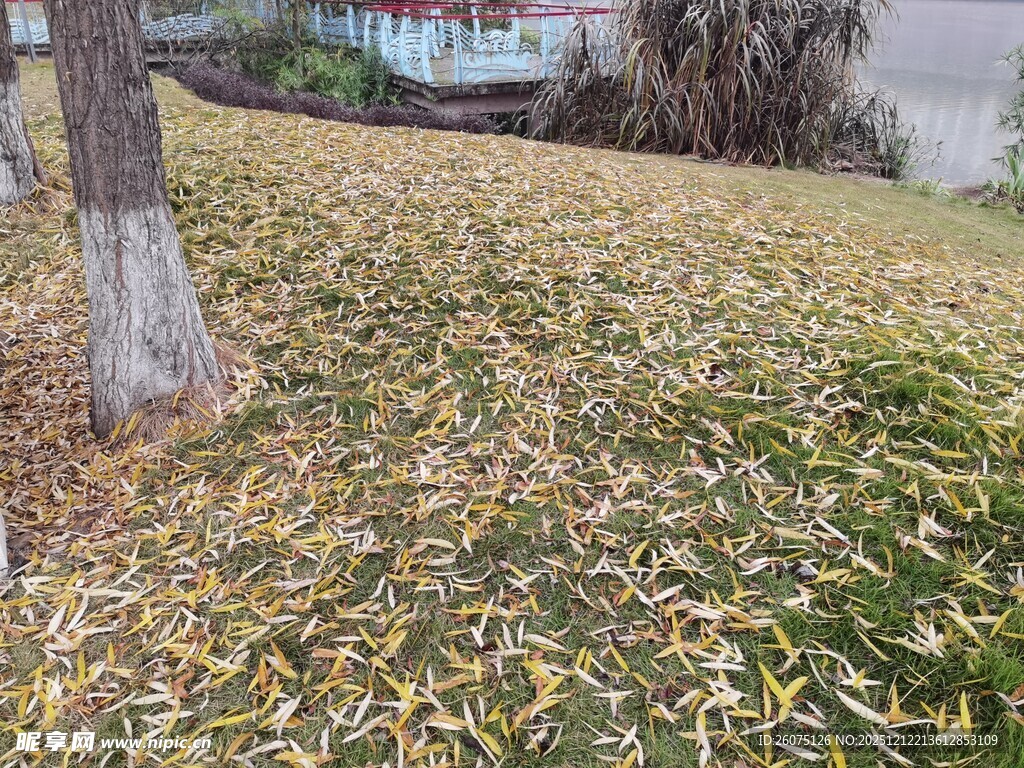 秋日落叶铺满草地景象