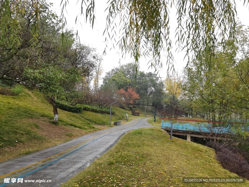 雨后清新的林间蜿蜒小道