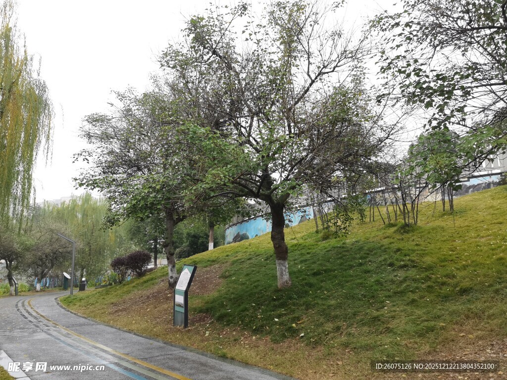 公园雨后漫步场景