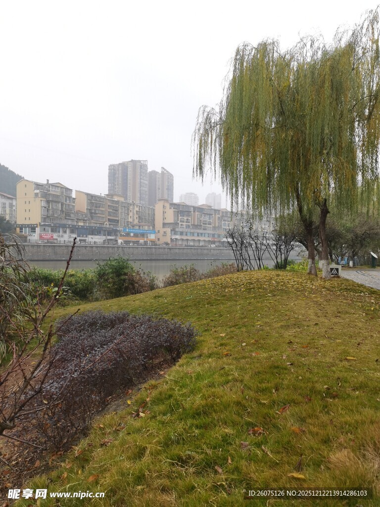 河畔垂柳下的城市景致