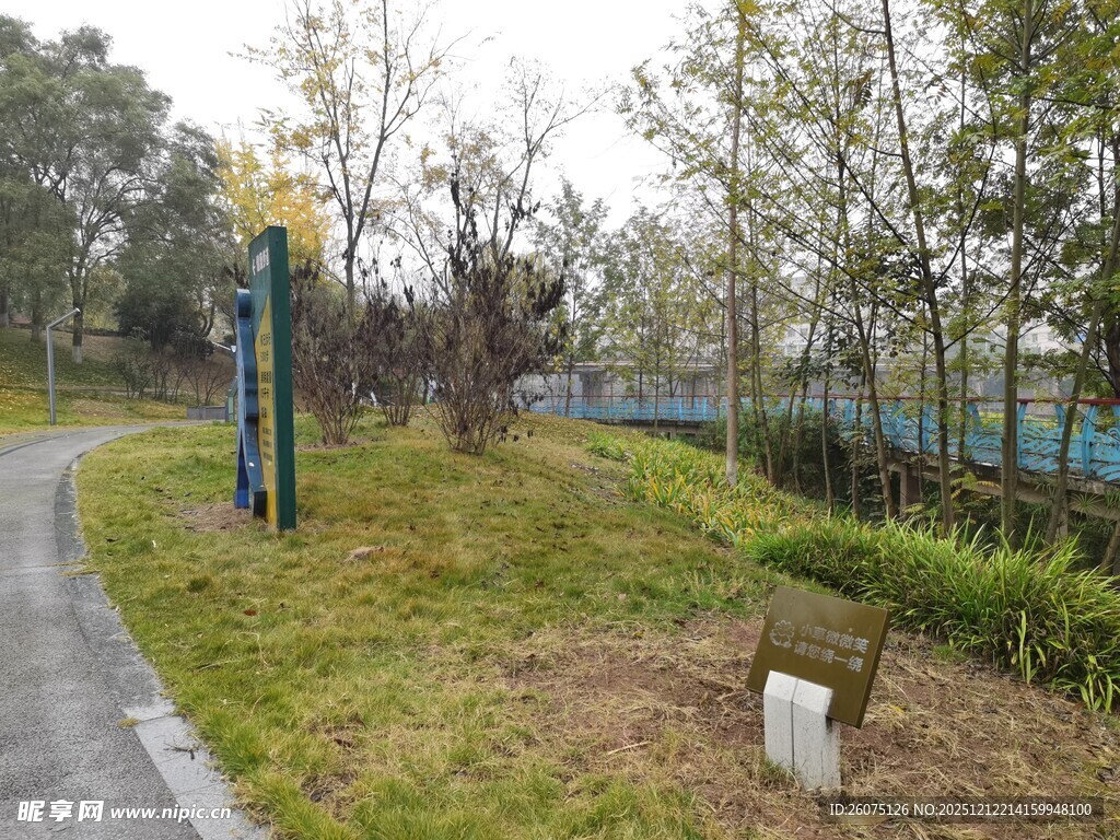 公园小径旁的绿植景观