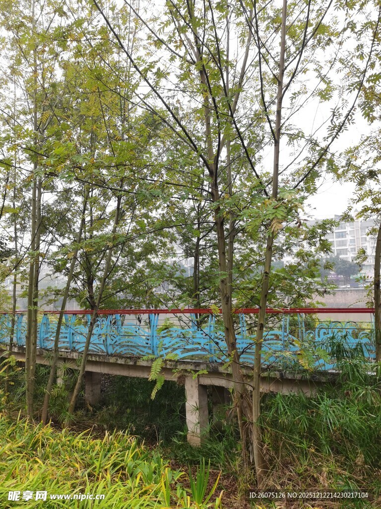 林间木桥自然静谧景致