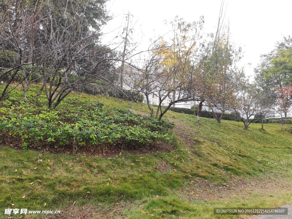 户外绿意盎然的自然景致