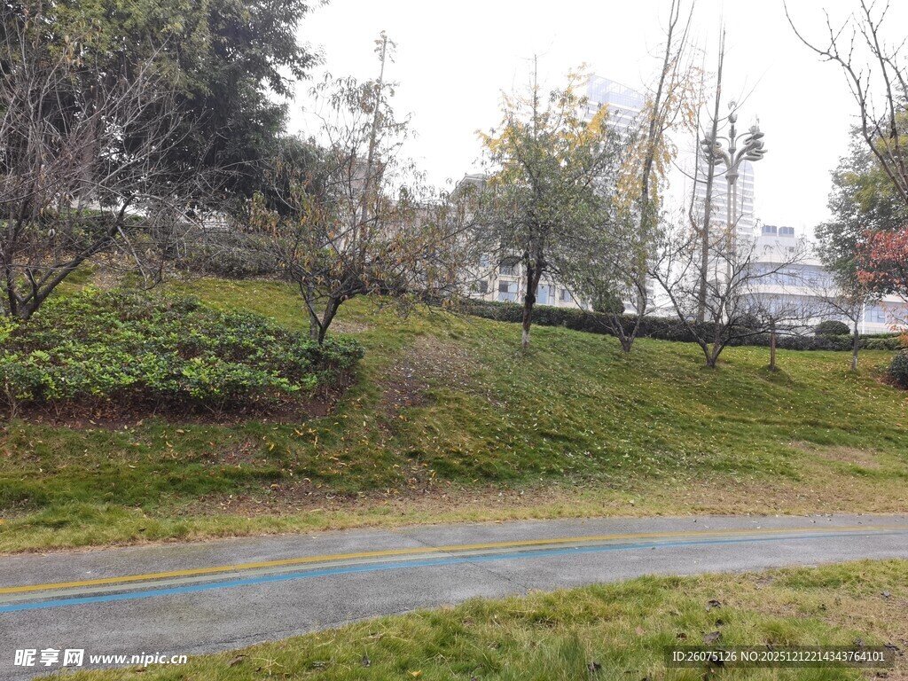 郊外道路旁的绿植景观