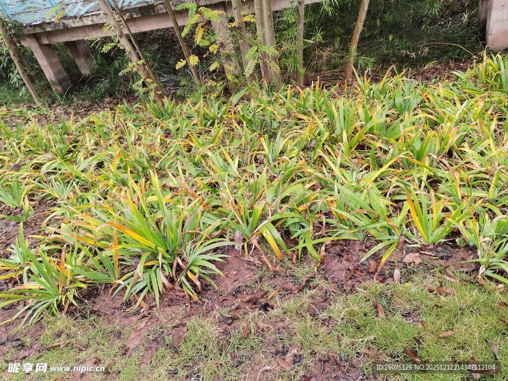 田间绿植生机勃勃