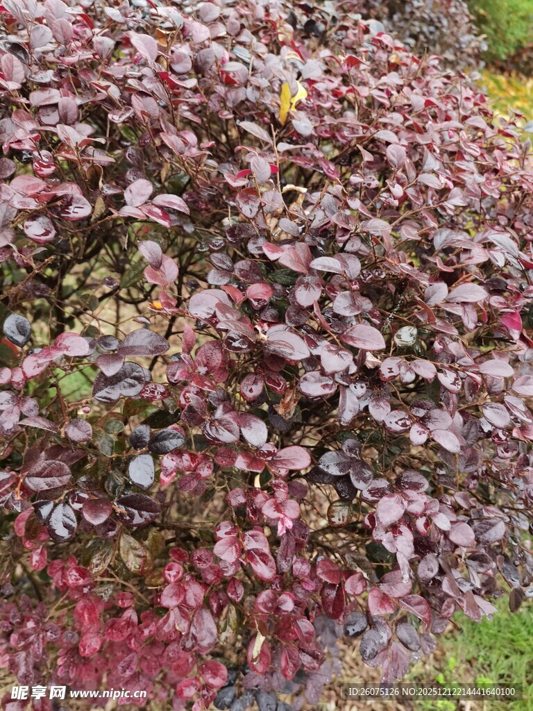 紫叶小檗植物景观