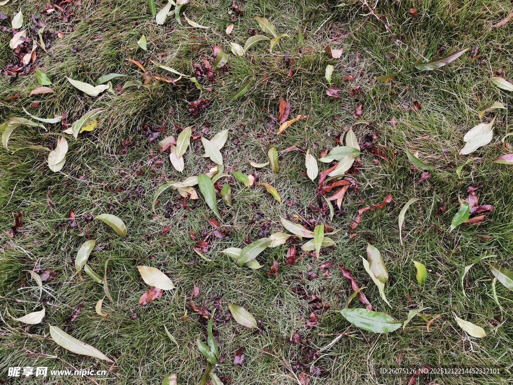 地面散落的枯叶与果实