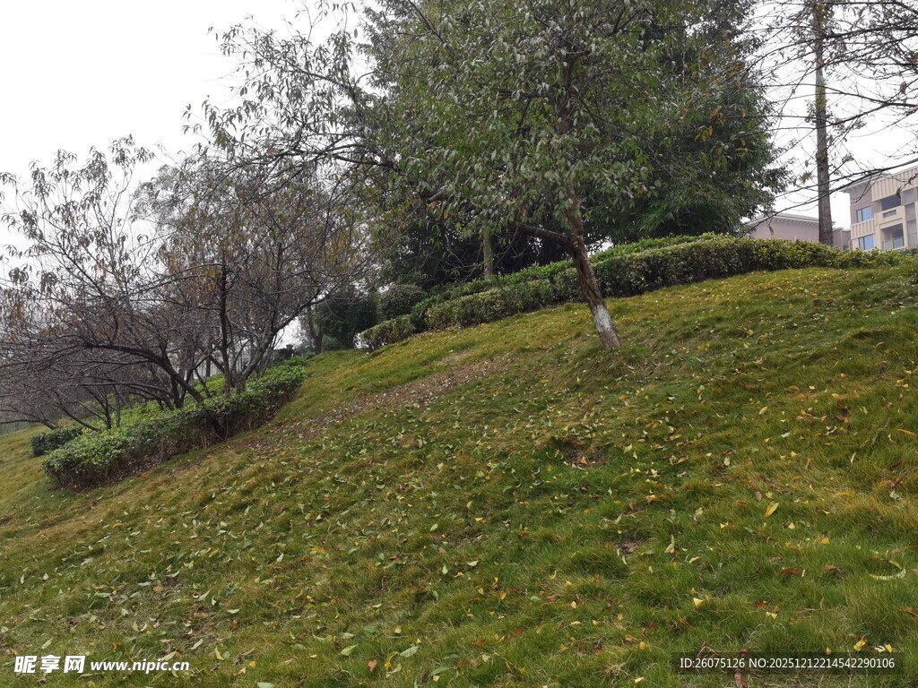 绿意盎然的户外斜坡景观