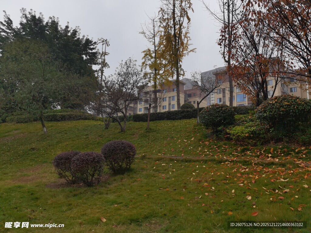 秋日公园草坪与绿植景观