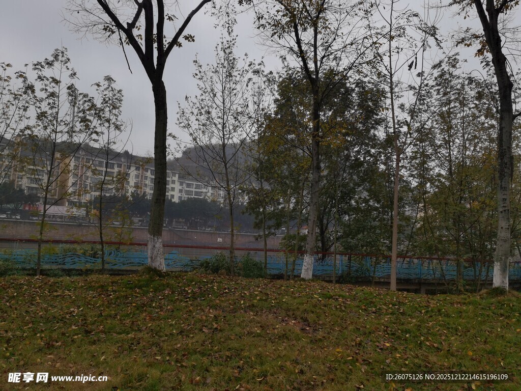 冬日城郊草地树木景观