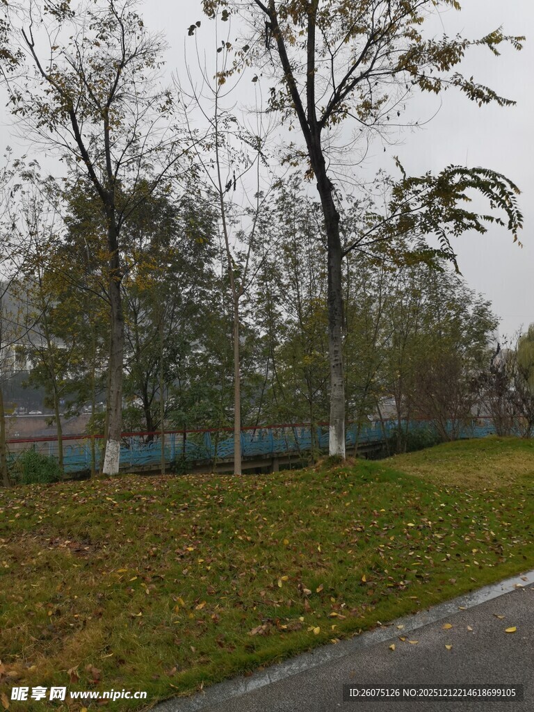 秋日公园草地与树木景色