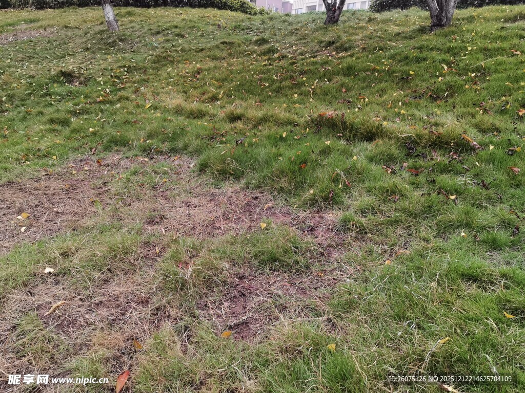 草地中的紫色斑块景观