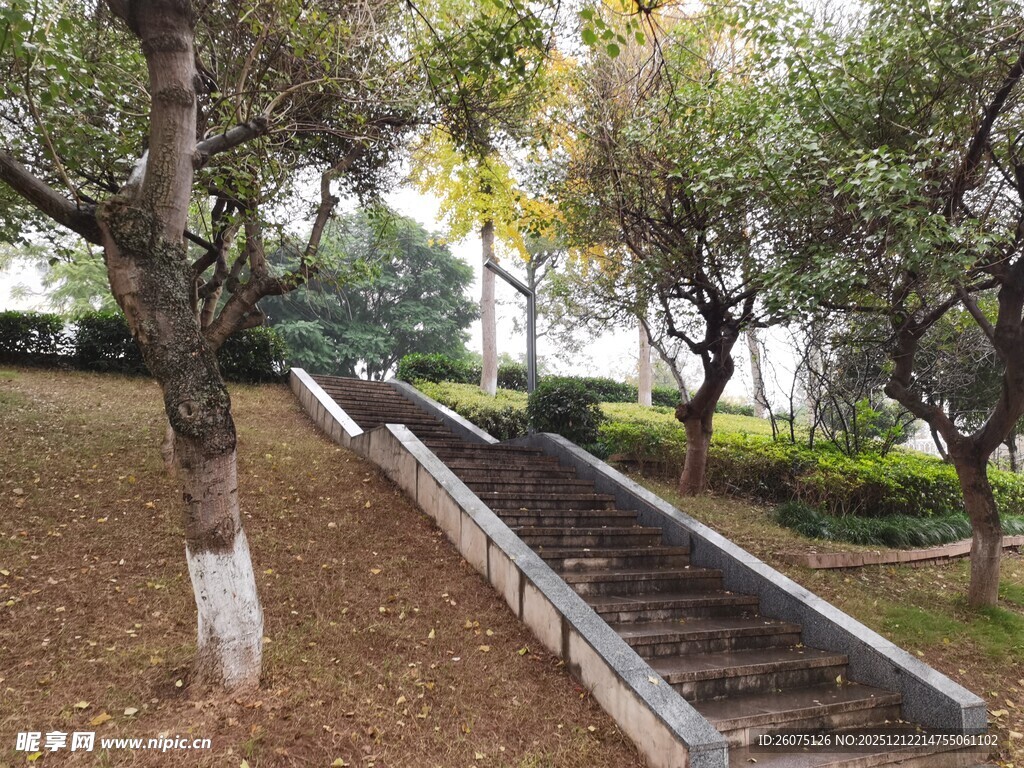 林间木质阶梯景观