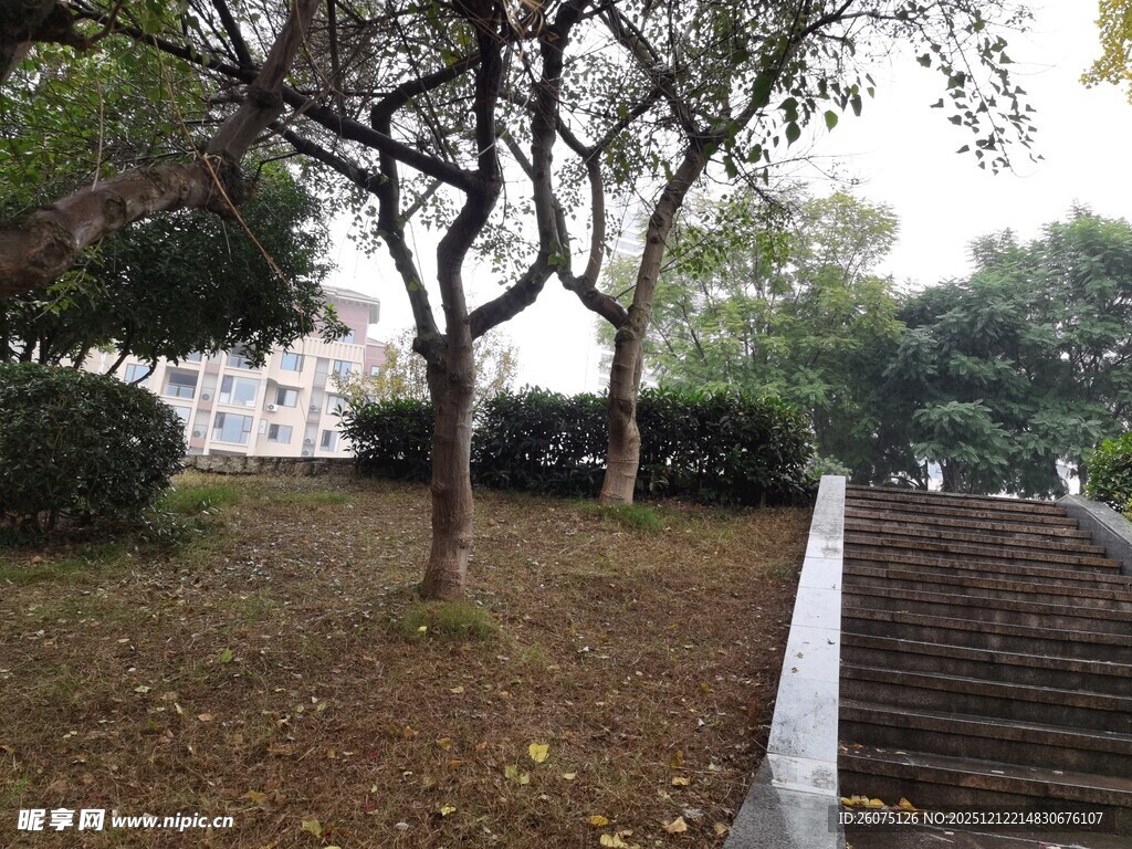 公园林间小径与台阶景观