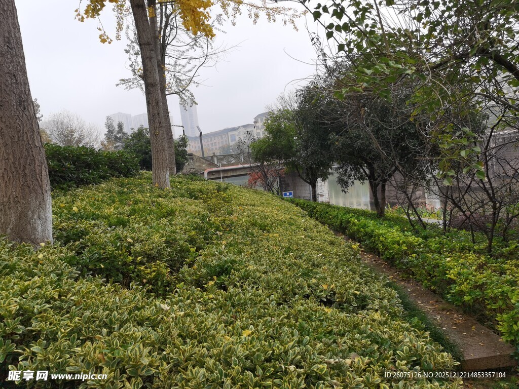 园林小径旁的绿植景观