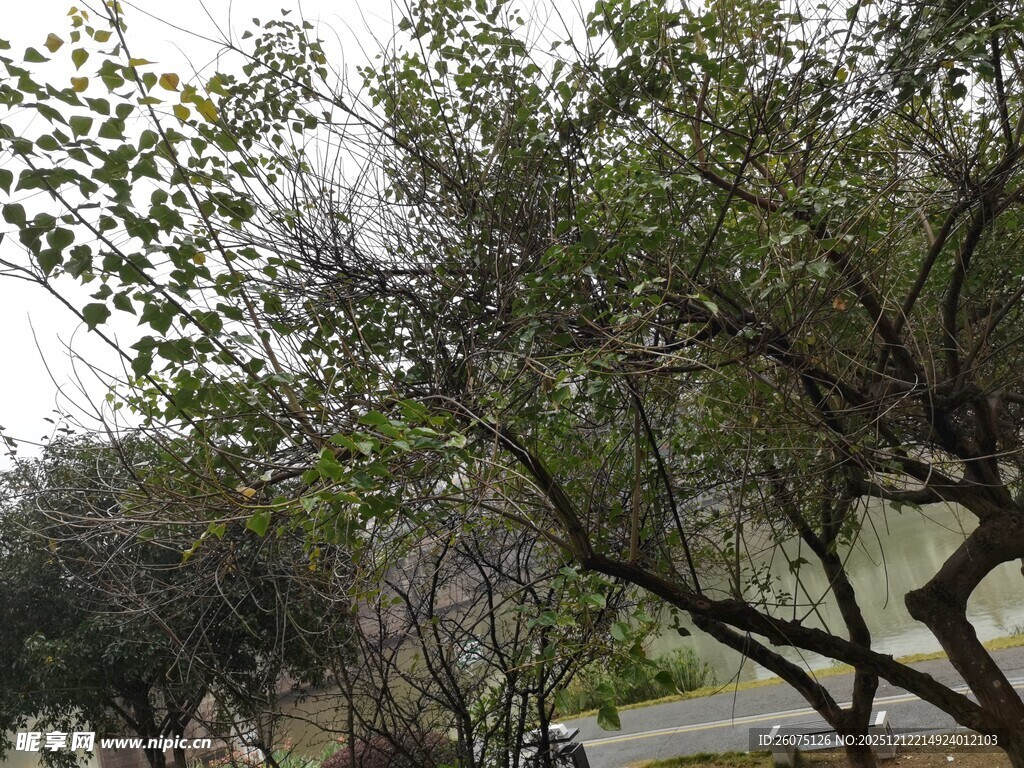 户外繁茂树木景观