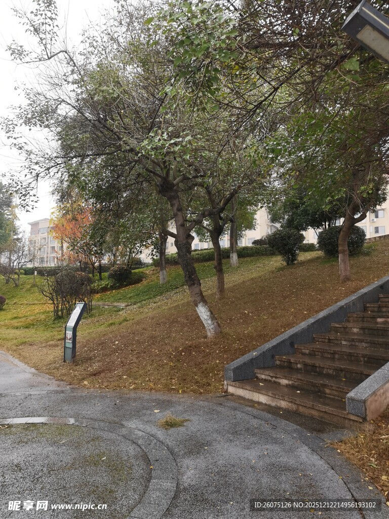 公园雨后小径与树木景观