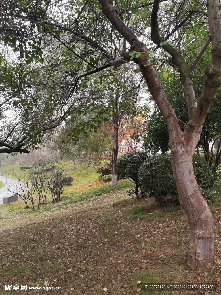 林间弯曲树木与开阔景致