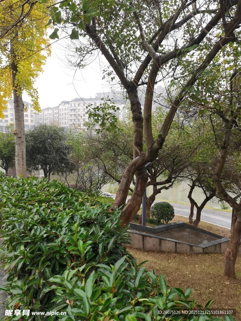 秋日园林树木绿植景致