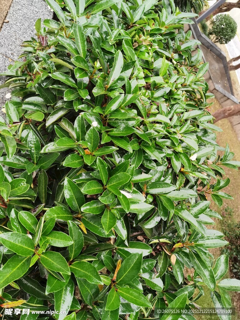 翠绿繁茂的绿植景观