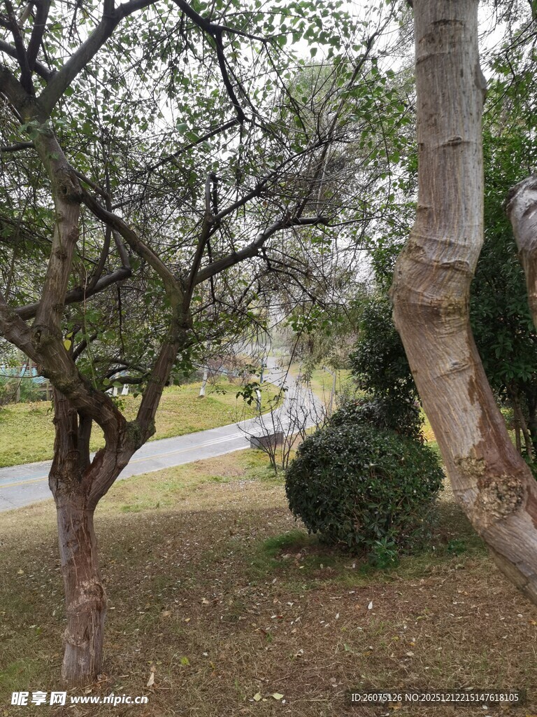 公园内的树木与小径景观