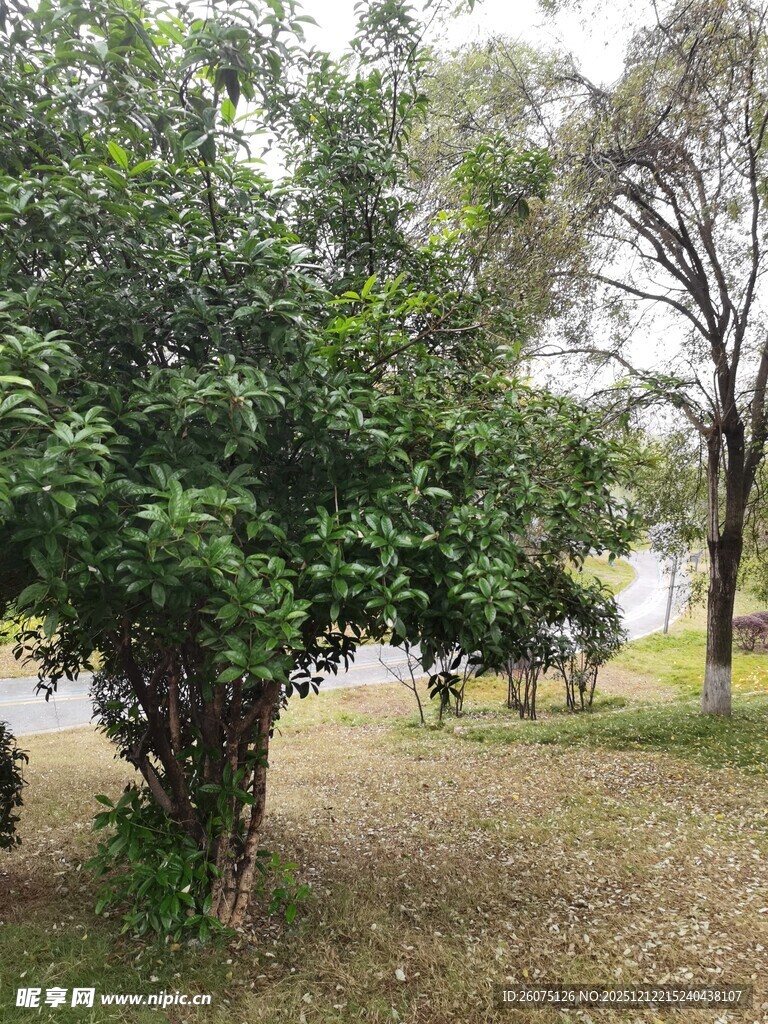 户外绿树成荫的休闲场景