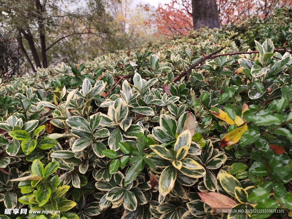 多彩斑斓的花叶植物景观