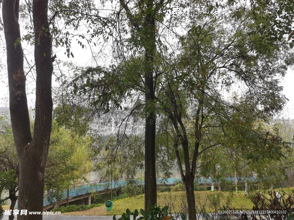 林间景色绿意盎然的自然