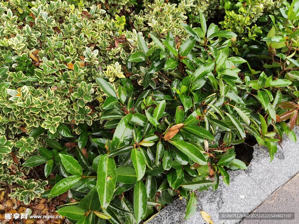 绿叶繁茂的园林植物景观