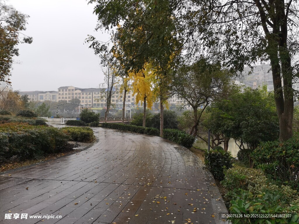 雨中湿润的林间蜿蜒小道
