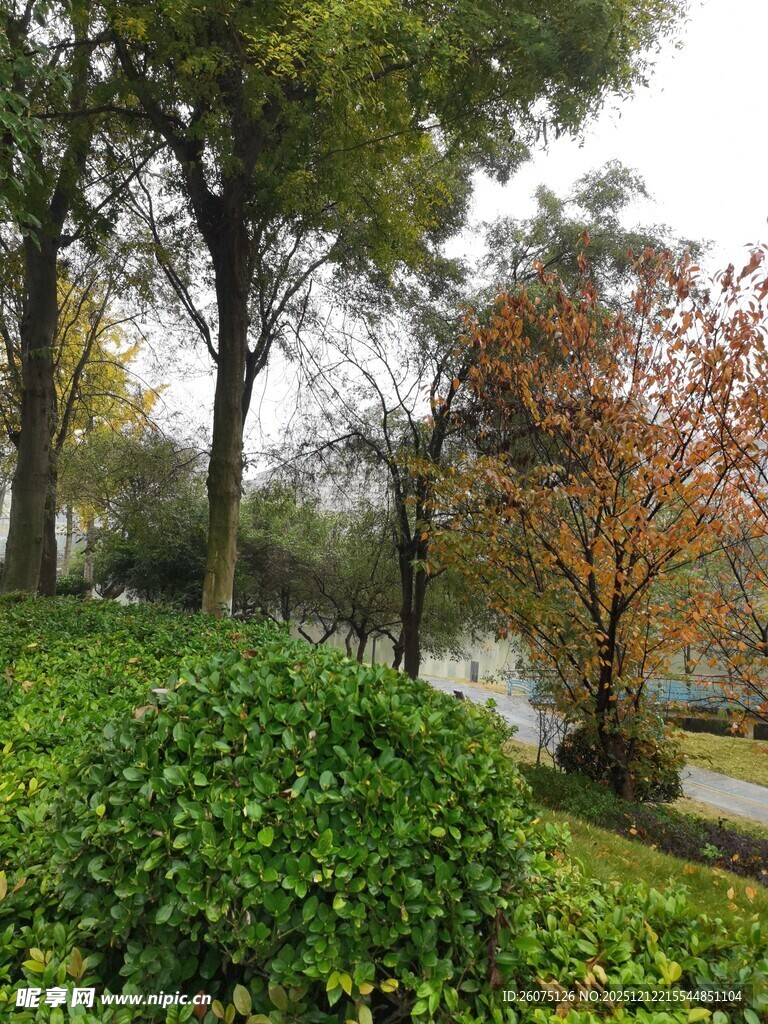 秋日公园绿意盎然景致