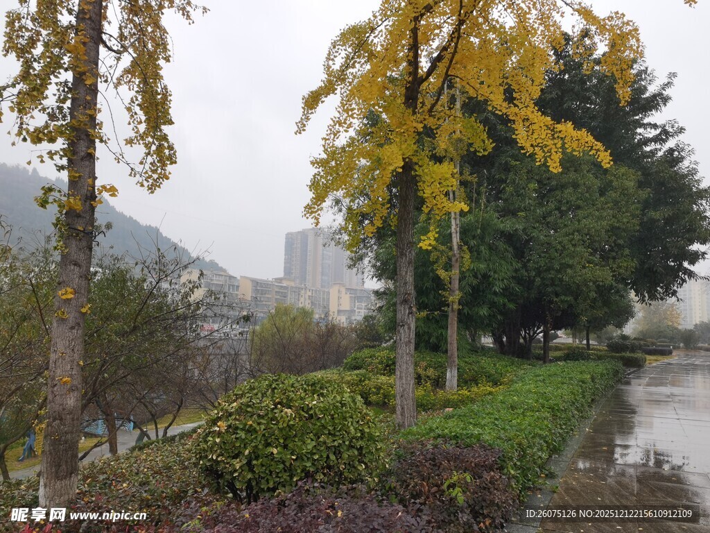 秋日路旁黄叶树景观