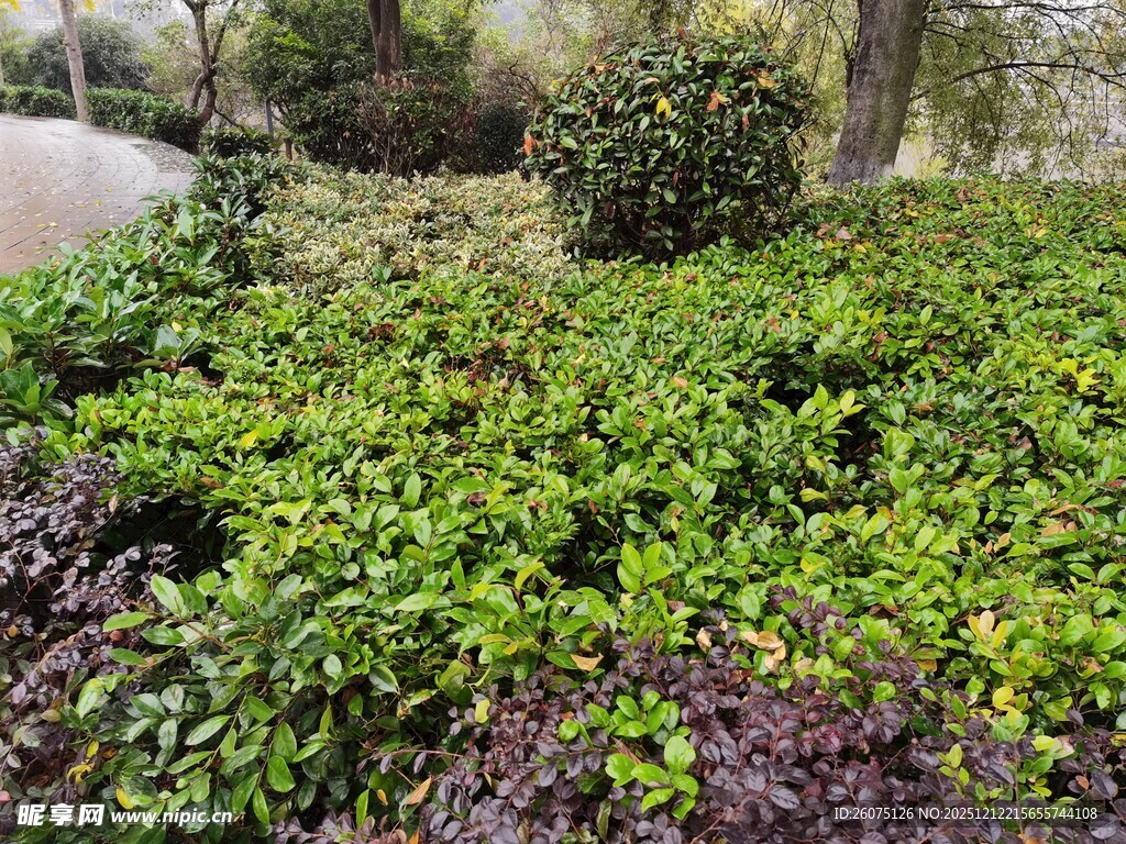 绿意盎然的地面植物景观